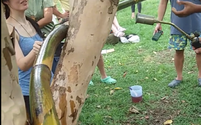 Confessions of a Blowtorch Bender: The Secret Life of Flexible Bamboo