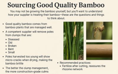 Did I Just Spend $500 on Firewood? Journeys in Bamboo Selection